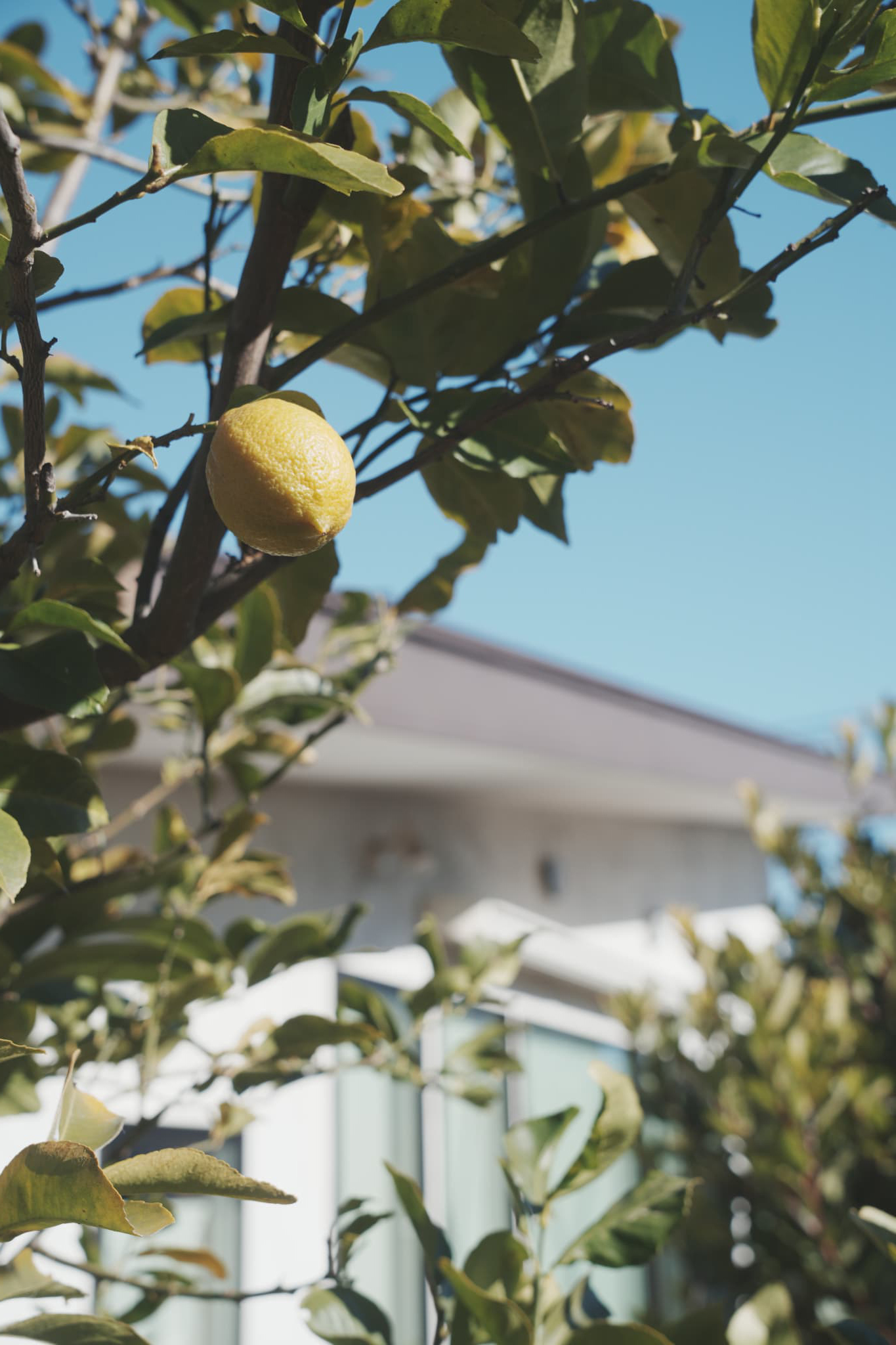 厳選されたコーヒー豆